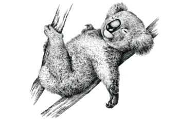 Premium sienas uzlīmes koala lācītis bērnistabas un bērnu istabas interjeram Zukzuks