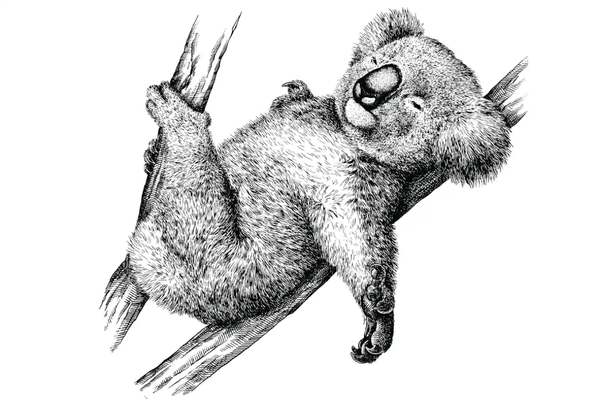 Sienas uzlīmes koala lācītis Premium sienas uzlīmes koala lācītis bērnistabas un bērnu istabas interjeram Zukzuks