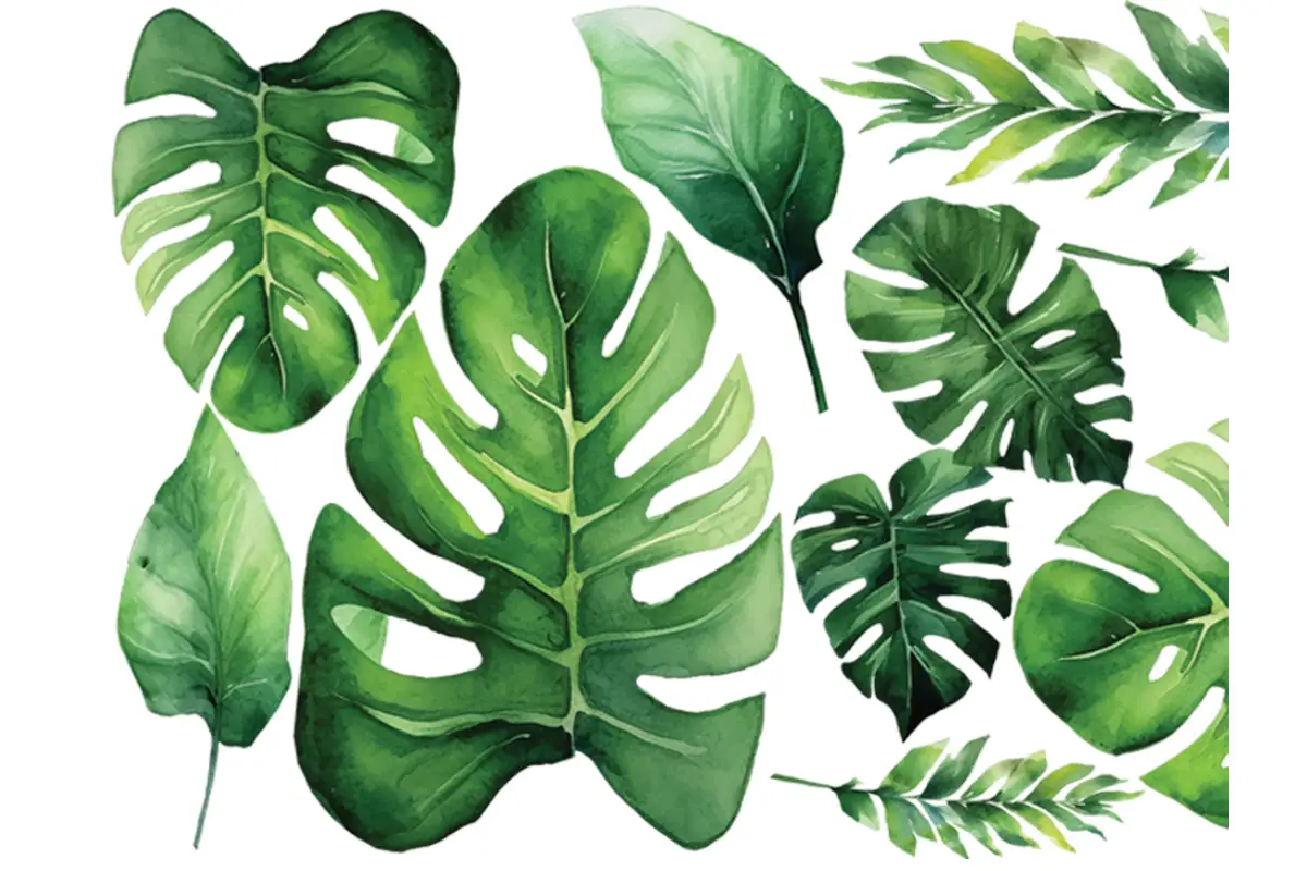 Akvareļa monstera sienas uzlīmju komplekts Akvareļa tehnikā zīmēts monsteru un eksotisko lapu sienas uzlīmju komplekts uz lapas bērnu istabas dekorēšanai.