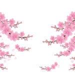 sakuras